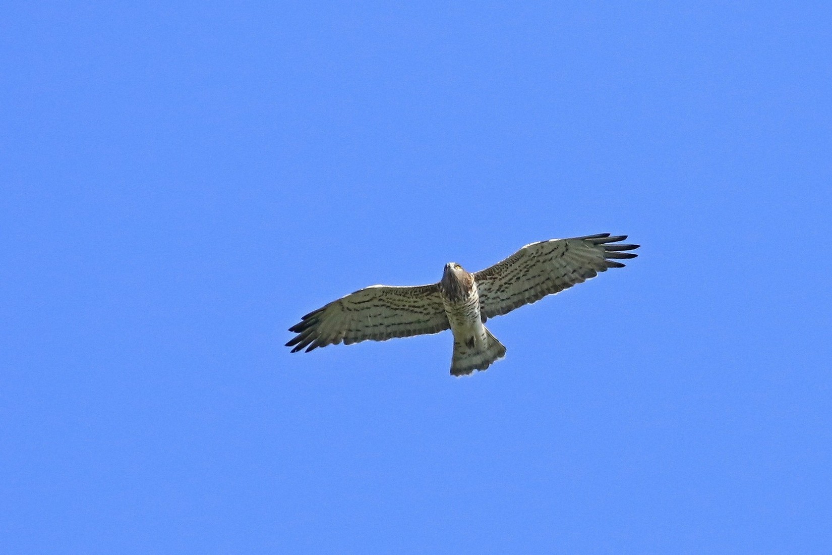 Biancone (Circaetus gallicus )